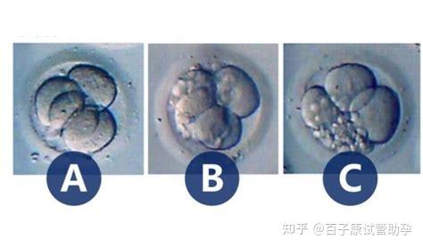 什么是囊胚和鲜胚和冻胚 - 知乎
