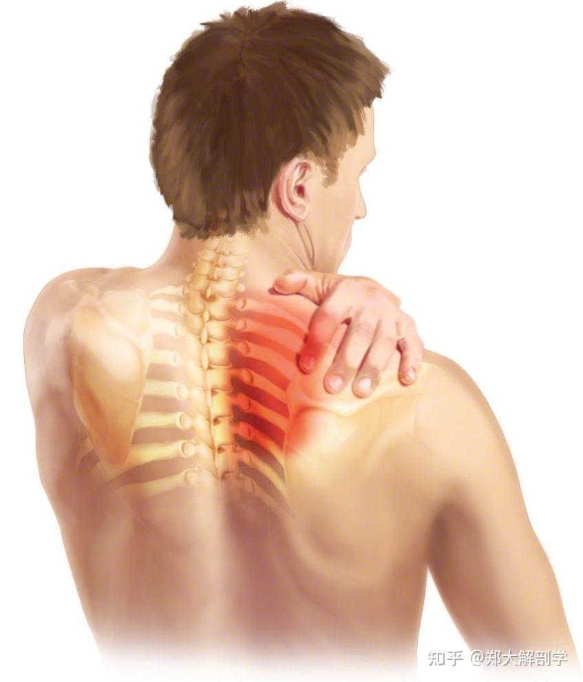 肩胛骨缝疼图图片