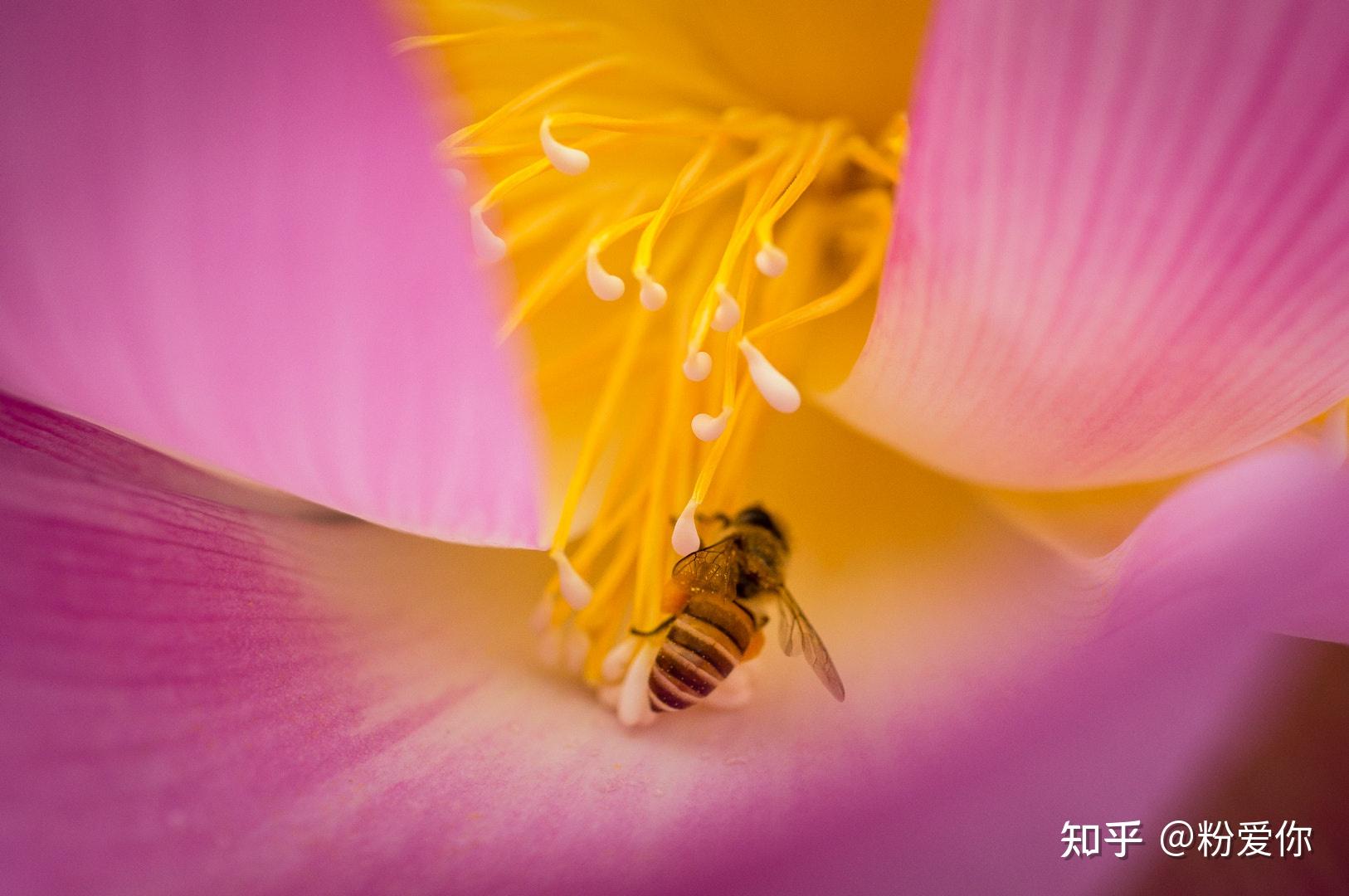 植物花粉传播方式有两种