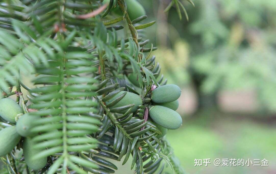 坚果植物（十三）：坚果中的爱马仕——榧子 - 知乎