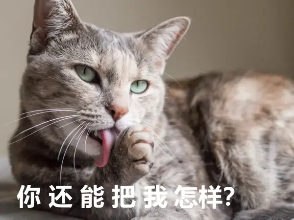 如何让猫咪认识到自己的错误 并深刻反省改正 知乎