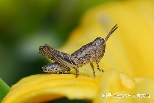 【动物界全系列】网翅蝗科—网翅蝗亚科（三）：康蝗 - 知乎