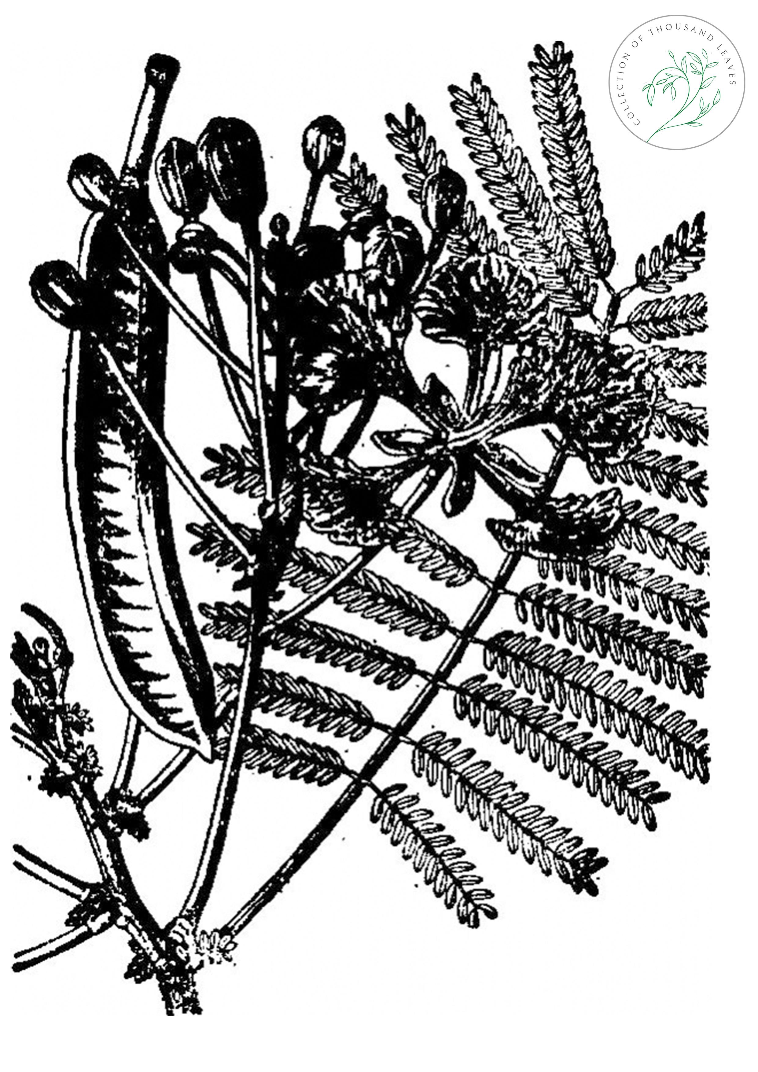 植物奇闻之凤凰木