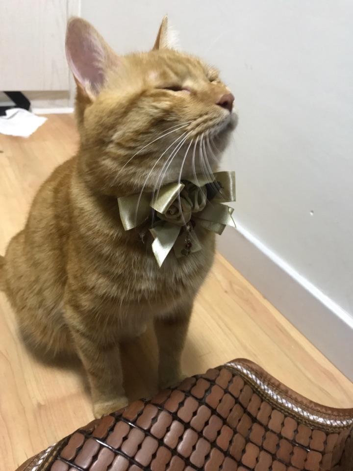 养公猫好还是母猫好?优缺点有什么?