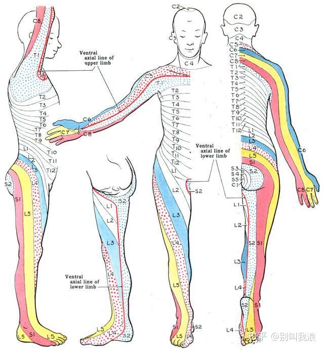 腰神经下肢神经分布图图片