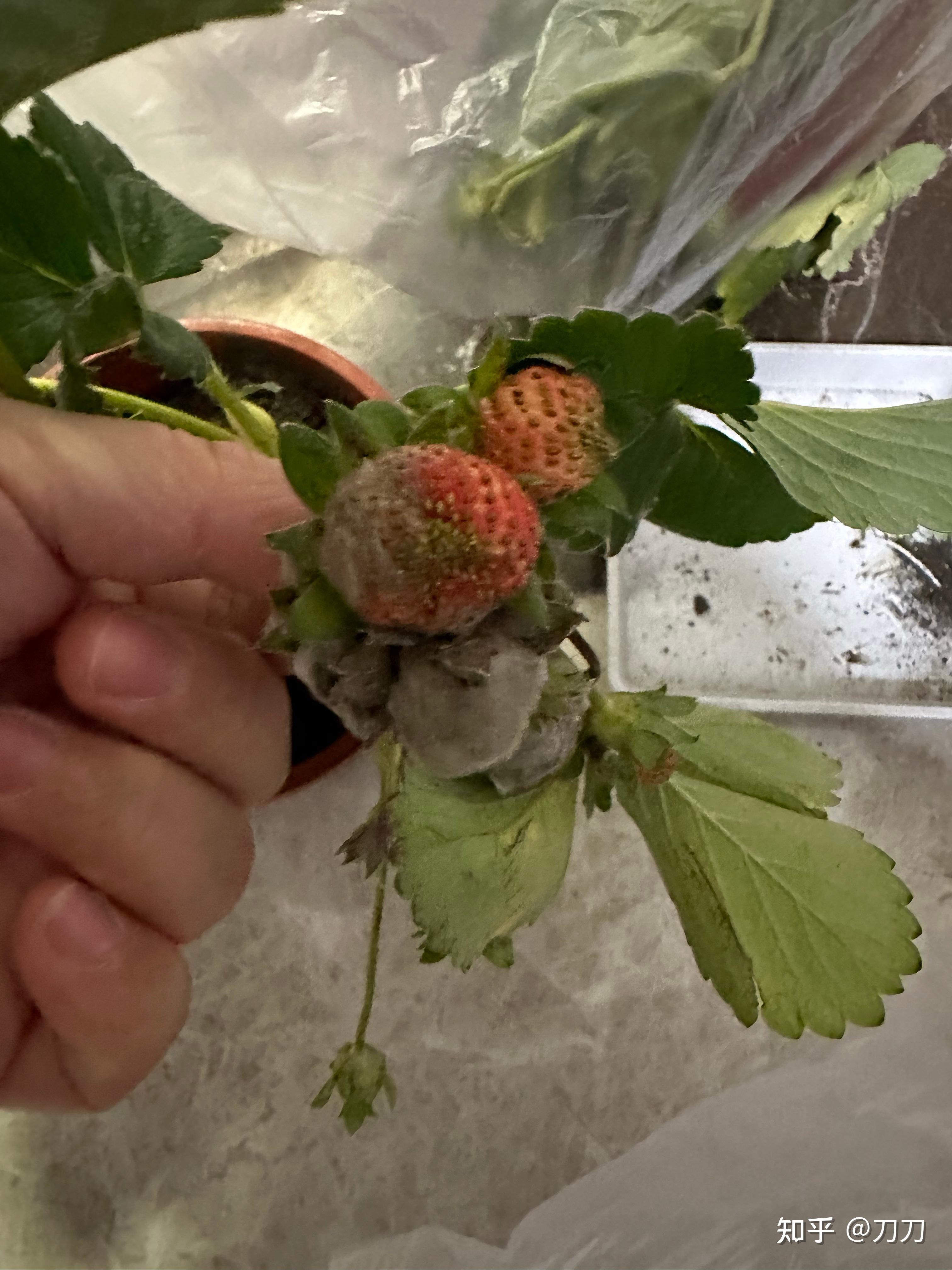 为什么我种的草莓长毛了,一层白毛