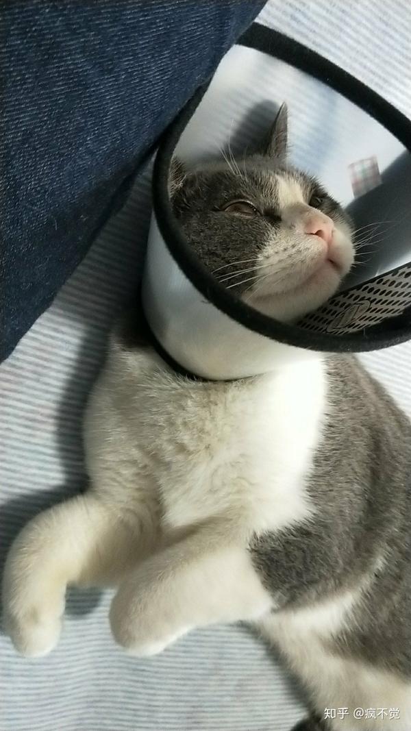 会骗双份猫胺膏吃,把人引到放他营养品的地方 然后小爪子扒拉扒拉