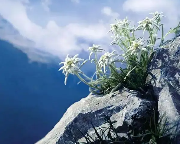 美力琦护肤小课堂-第3讲:高山火绒草?这是什么神秘的护肤成分? - 知乎