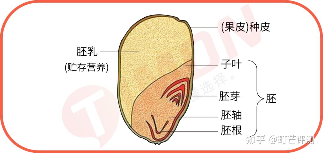 20款全麦面粉评测:进来!看全麦面粉如何在营养上吊打普通面粉 - 知乎