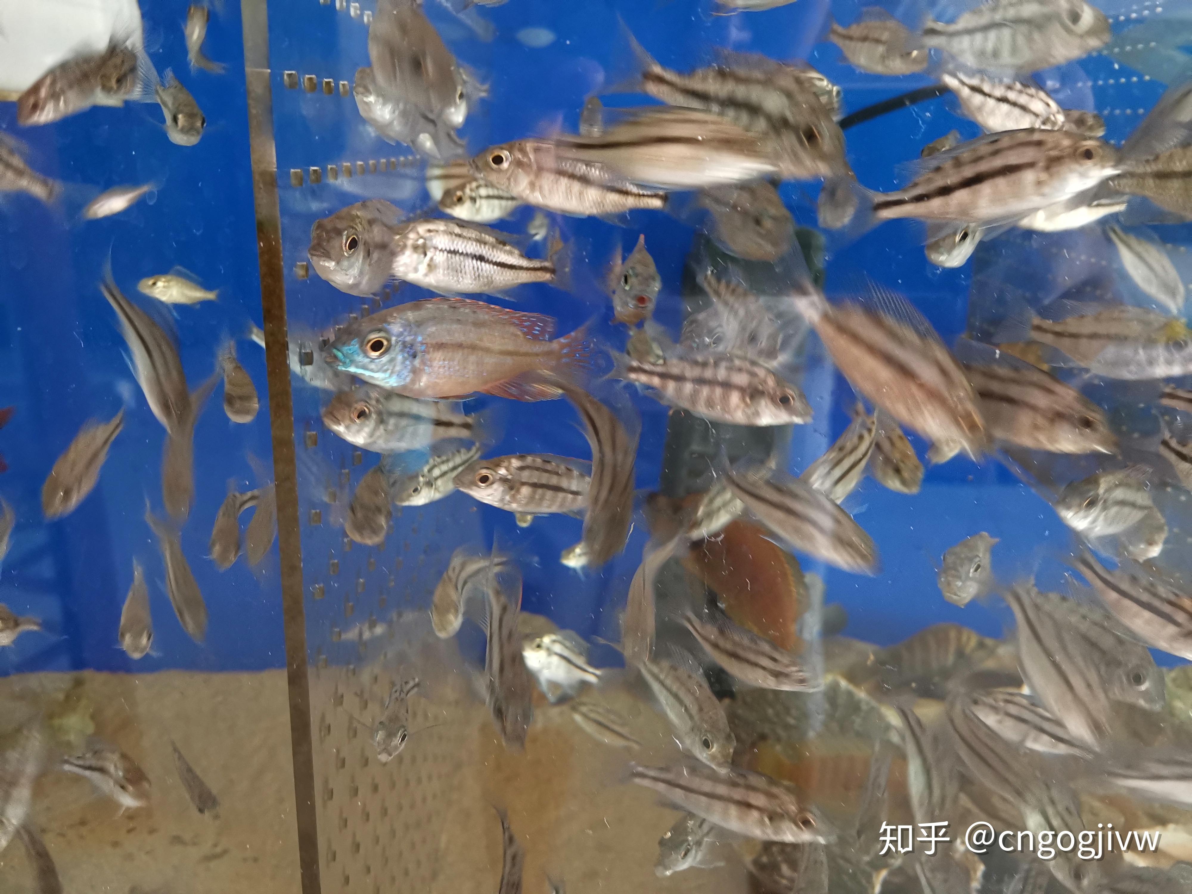 最好养的热带鱼之一：三湖慈鲷鱼-特写视频 颜色丰富的热带鱼种类也很多！_哔哩哔哩_bilibili