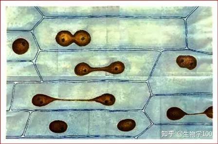 动植物的哪些细胞进行无丝分裂? - 知乎