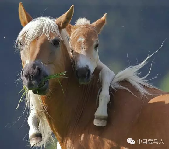 我的马胆小,容易受惊怎么办?