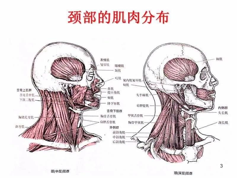 脖子的构造图片图片