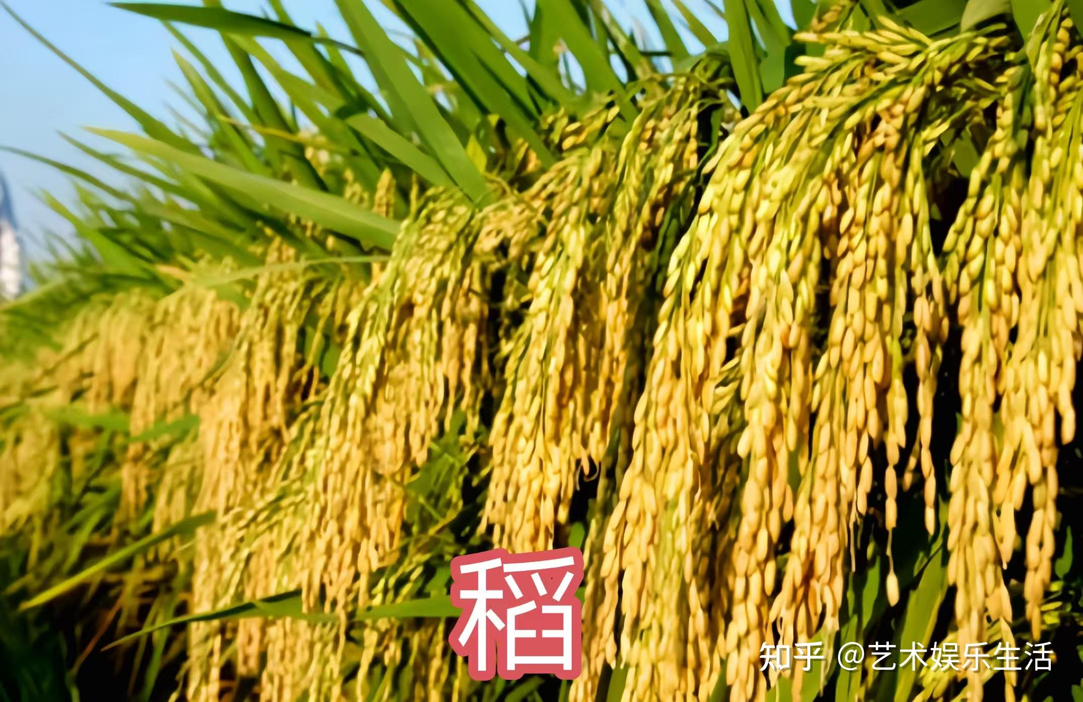 禾本科稻亚科的6种代表植物 - 知乎