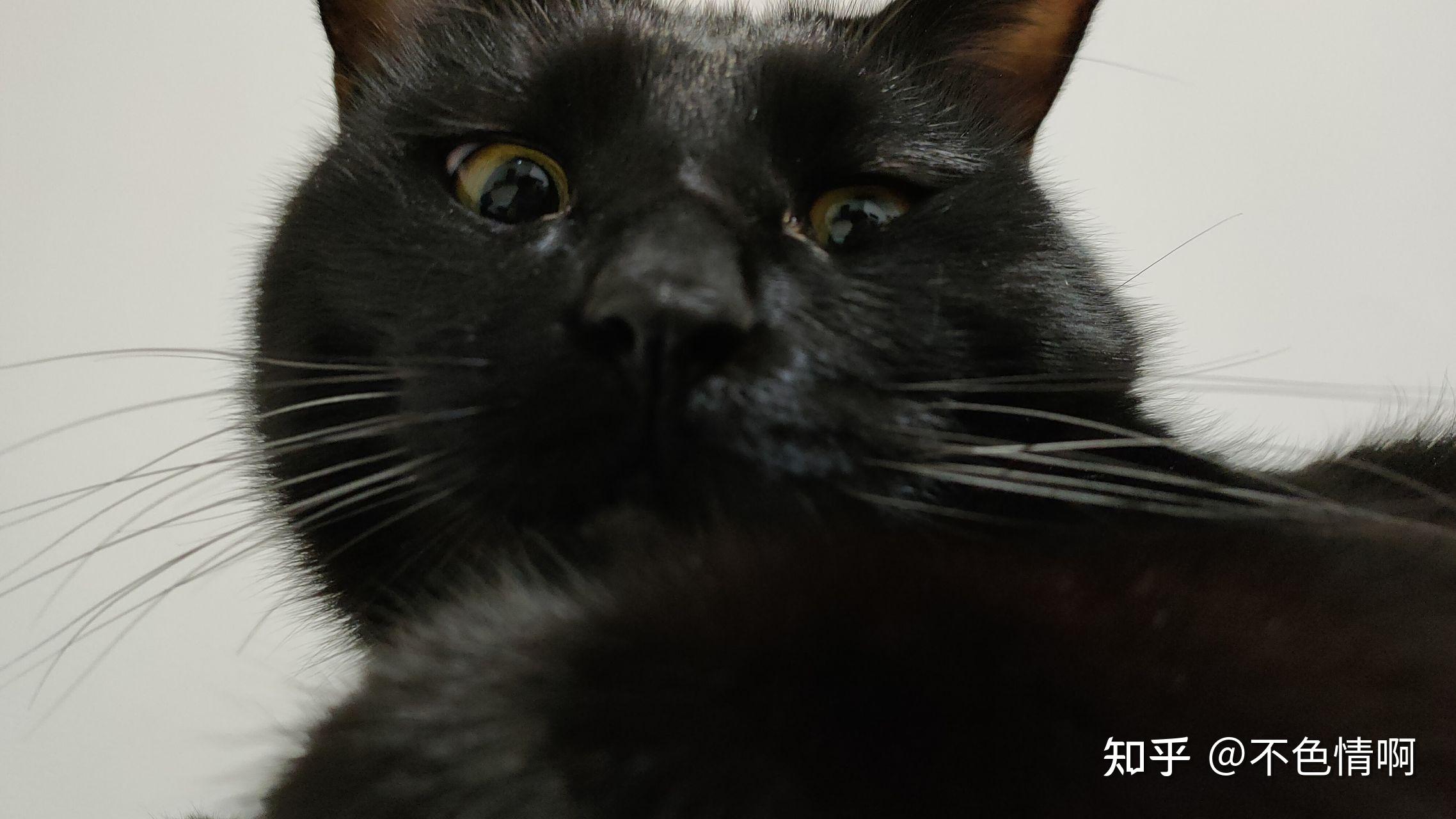 能看看你家猫咪的自拍照吗?