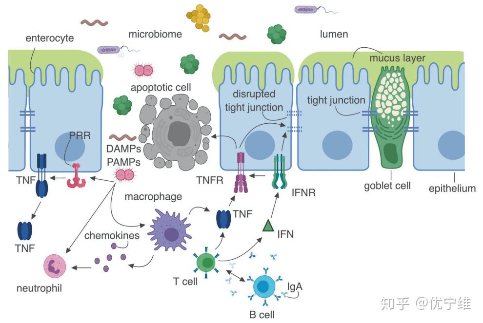 阿尔法贝塔t细胞图片