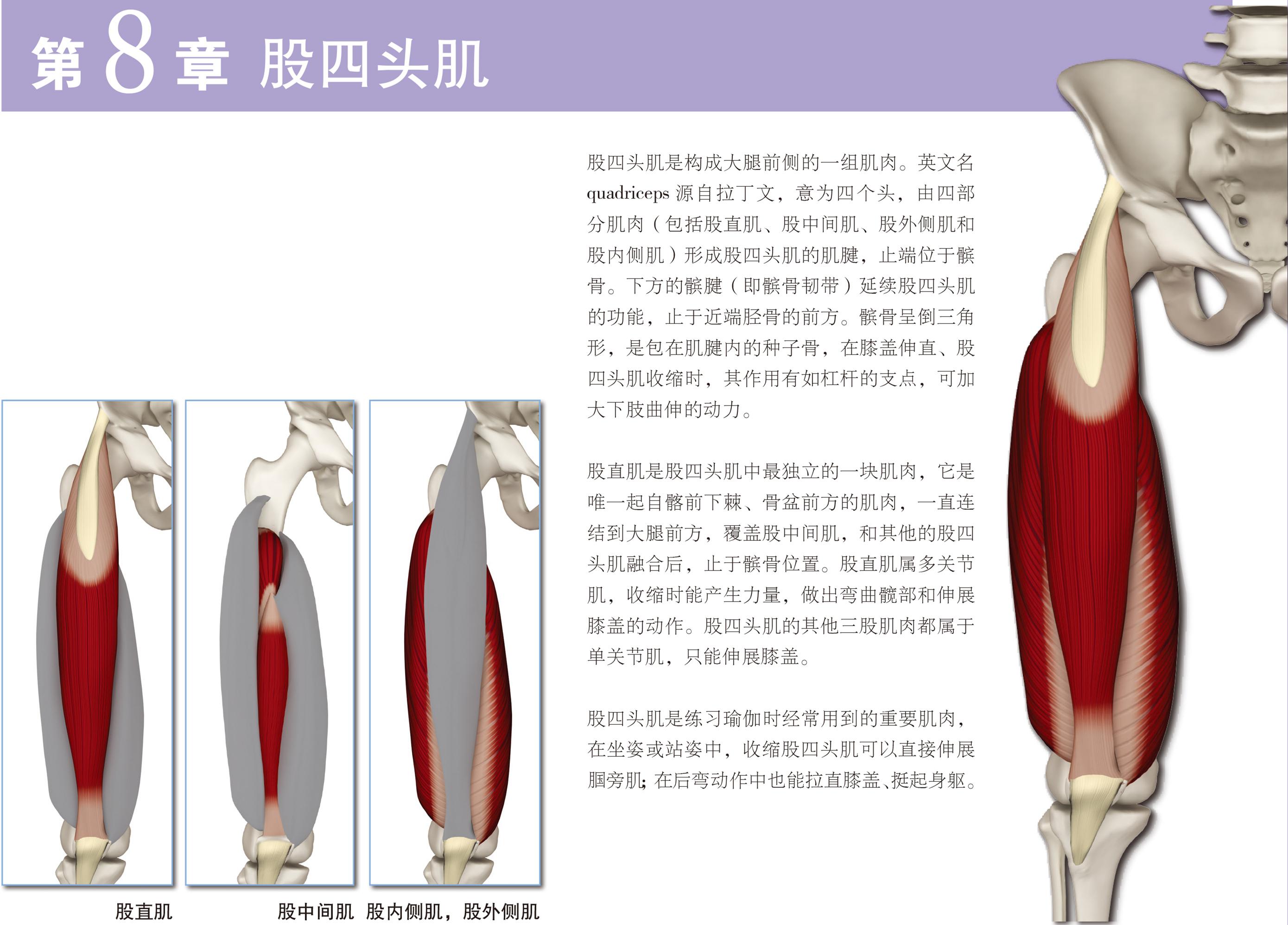 收藏 | 最全膝关节解剖汇总 学术资讯 - 科界