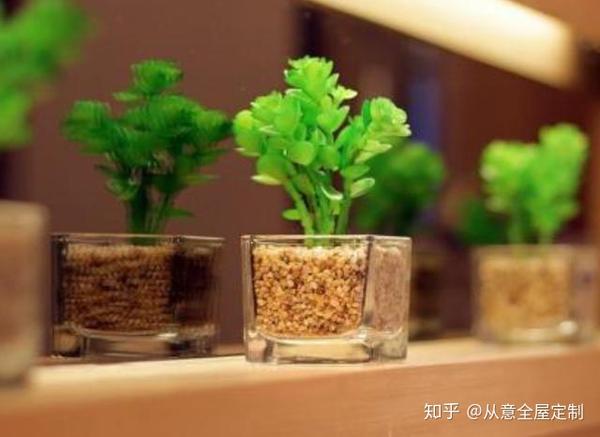 居家植物禁忌多 你选旺财还是镇宅植物 知乎