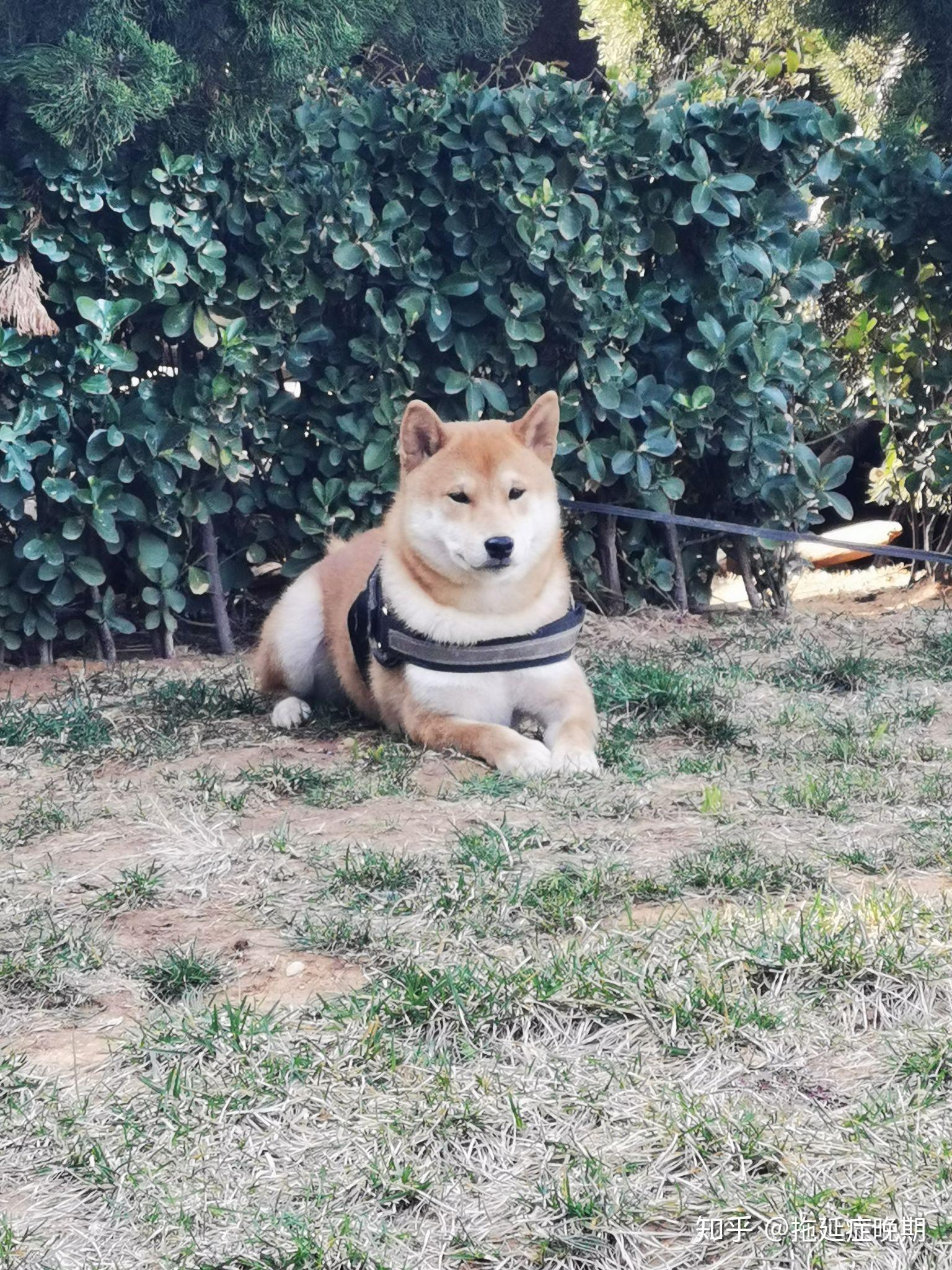 咋样才能让狗不出去遛弯 v2-07c7566e6f76b961016e3cf2f53d3246_r.jpg