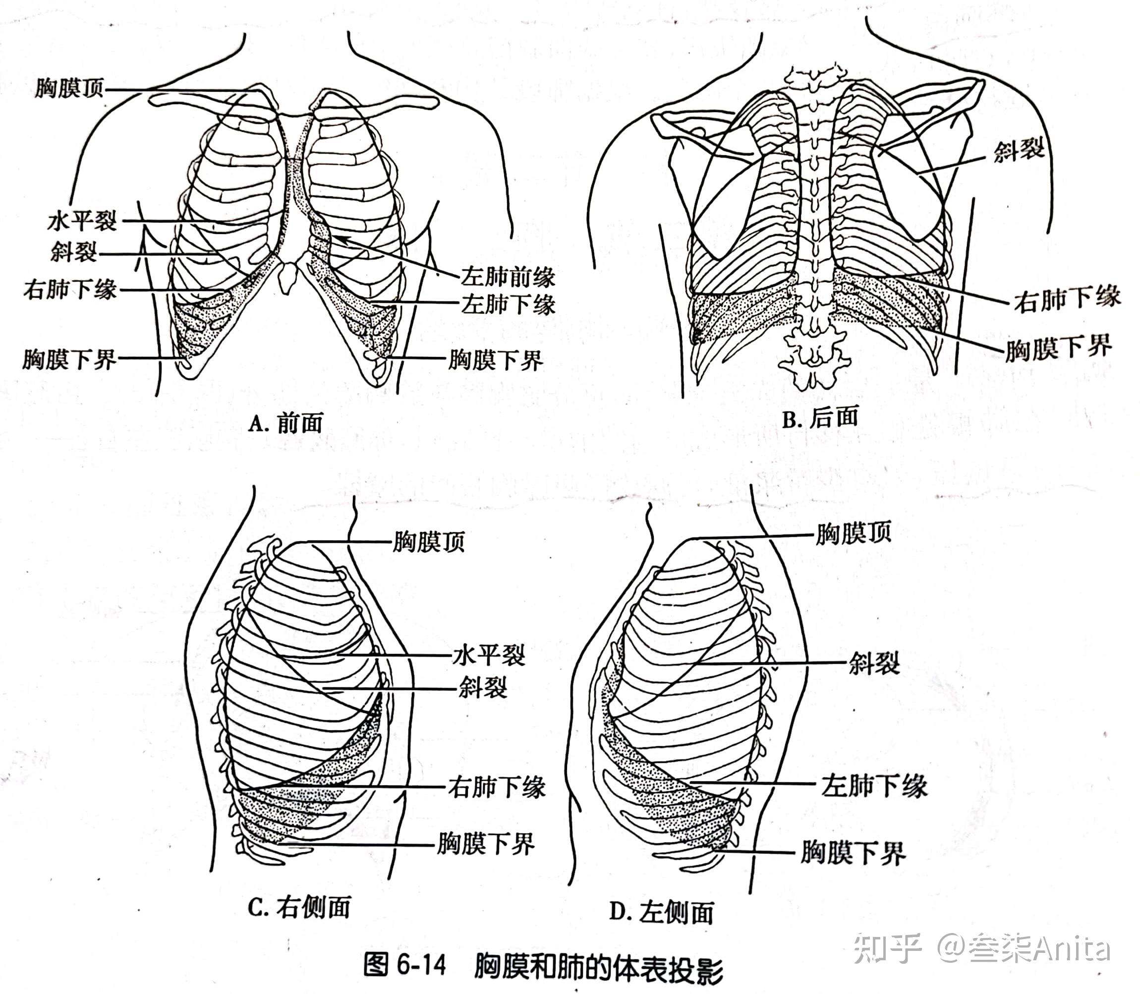 胸壁解剖层次结构图片