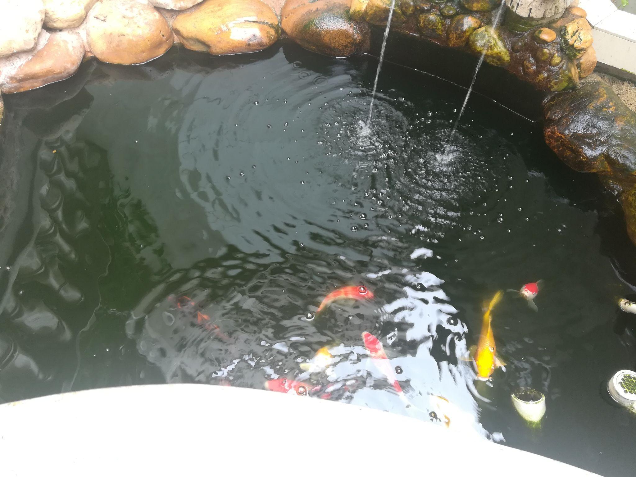 家里小型露天鱼池的水很绿过滤器处有蚊子求爱鱼之人帮忙解决