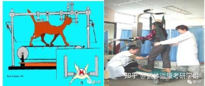 24武汉体育学院运动康复学考研-治疗11-减重步行训练考点解析 - 知乎