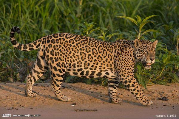 成年人打得过猎豹么 人能打过花豹吗 Duboot网