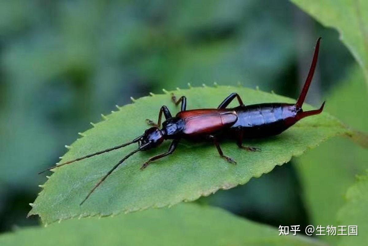最护犊子的生物“火夹子”——蠼螋:生命中最后一件事是照顾小孩 - 知乎