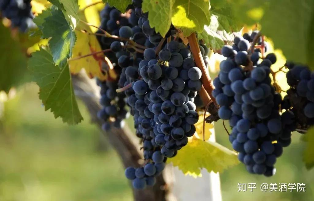 丨品丽珠 cabernet franc
