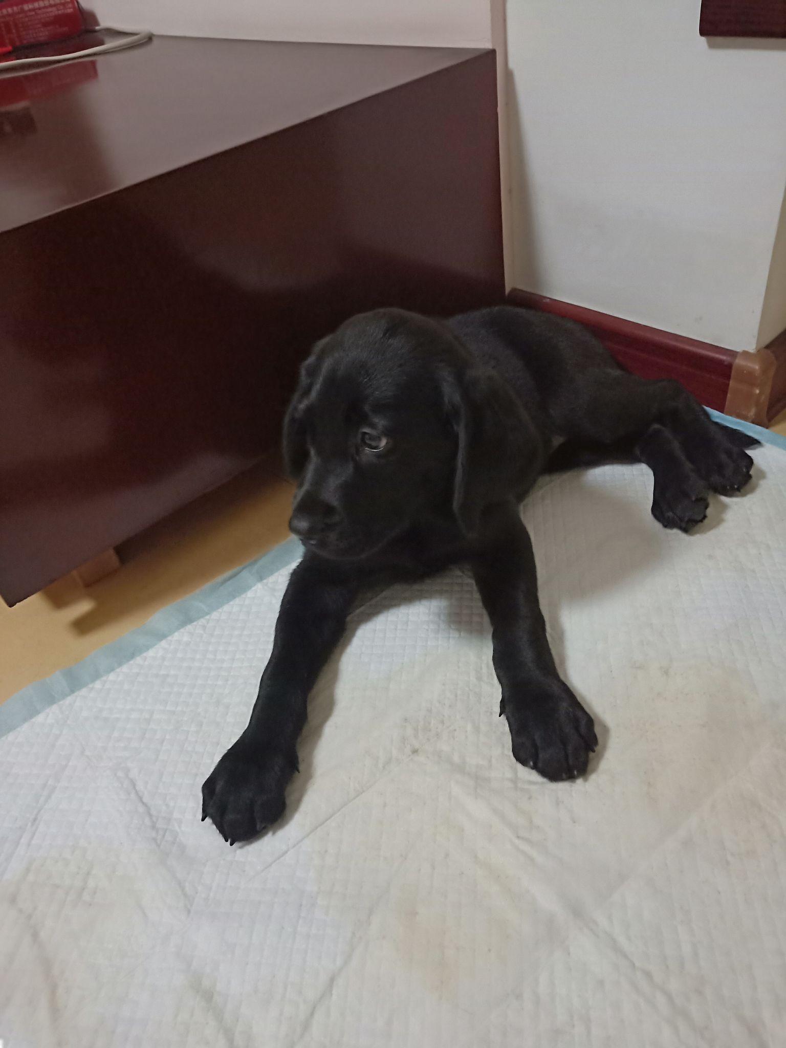 如何让狗狗自己在家排便 v2-07e602173f35f260b71e8fa9ec65f96e_r.jpg