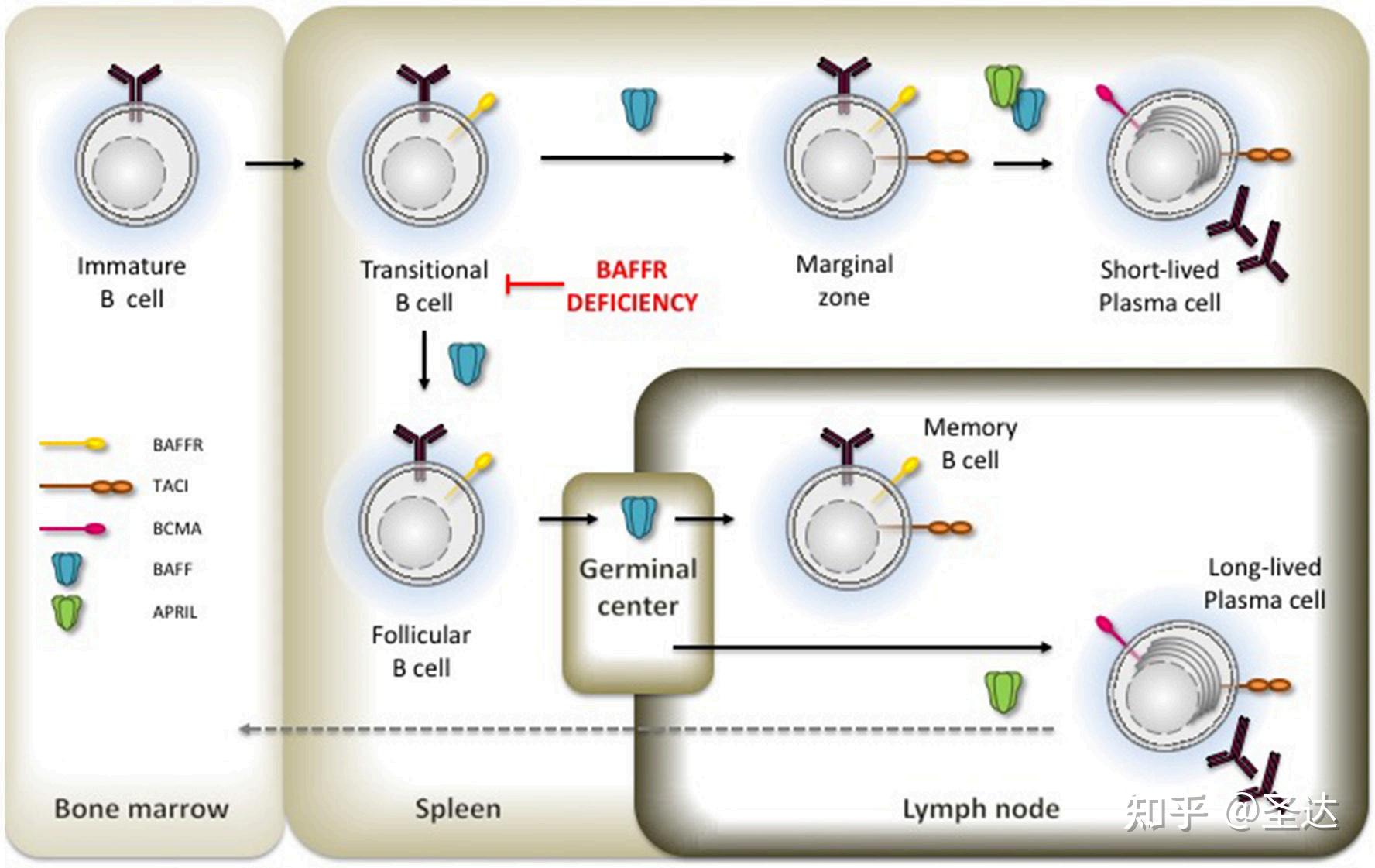 BAFF与BAFF受体在B细胞选择和存活中的作用 - 知乎