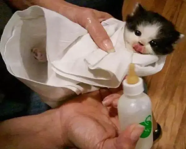 沾染人类气息的小奶猫 会被猫妈妈无情杀死吗 知乎