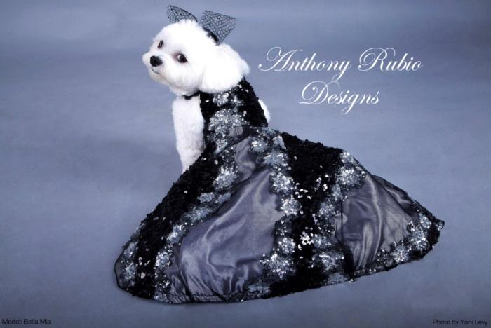 时尚宠物服装设计