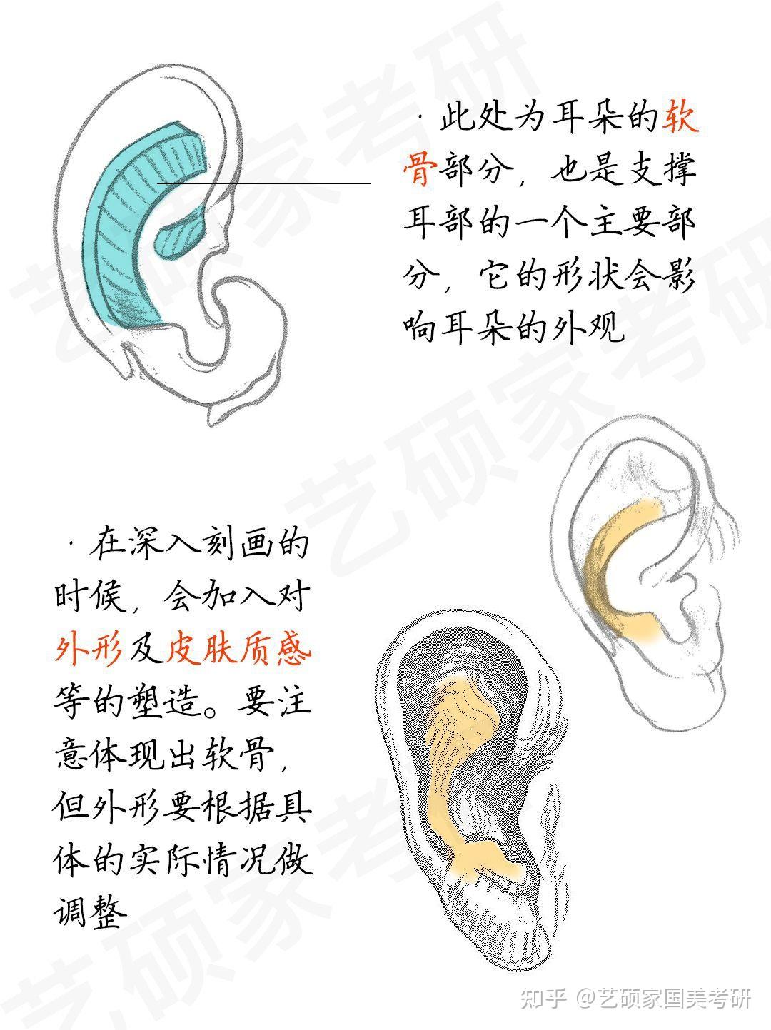 耳部结构解剖图矢量图图片素材-编号31395542-图行天下