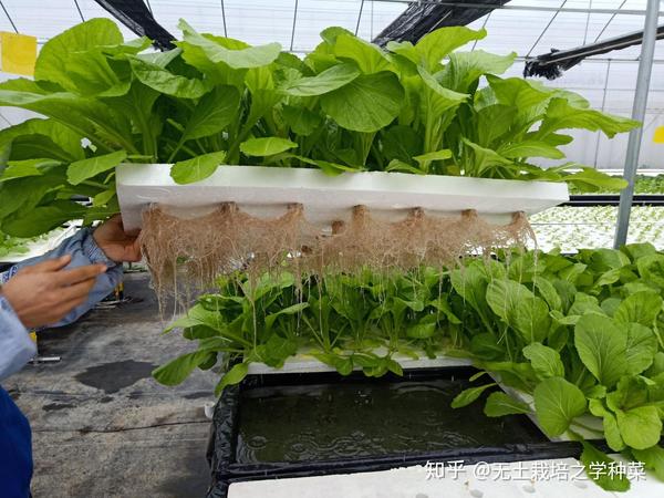 无土栽培要想成功 这些秘诀你得知道 知乎