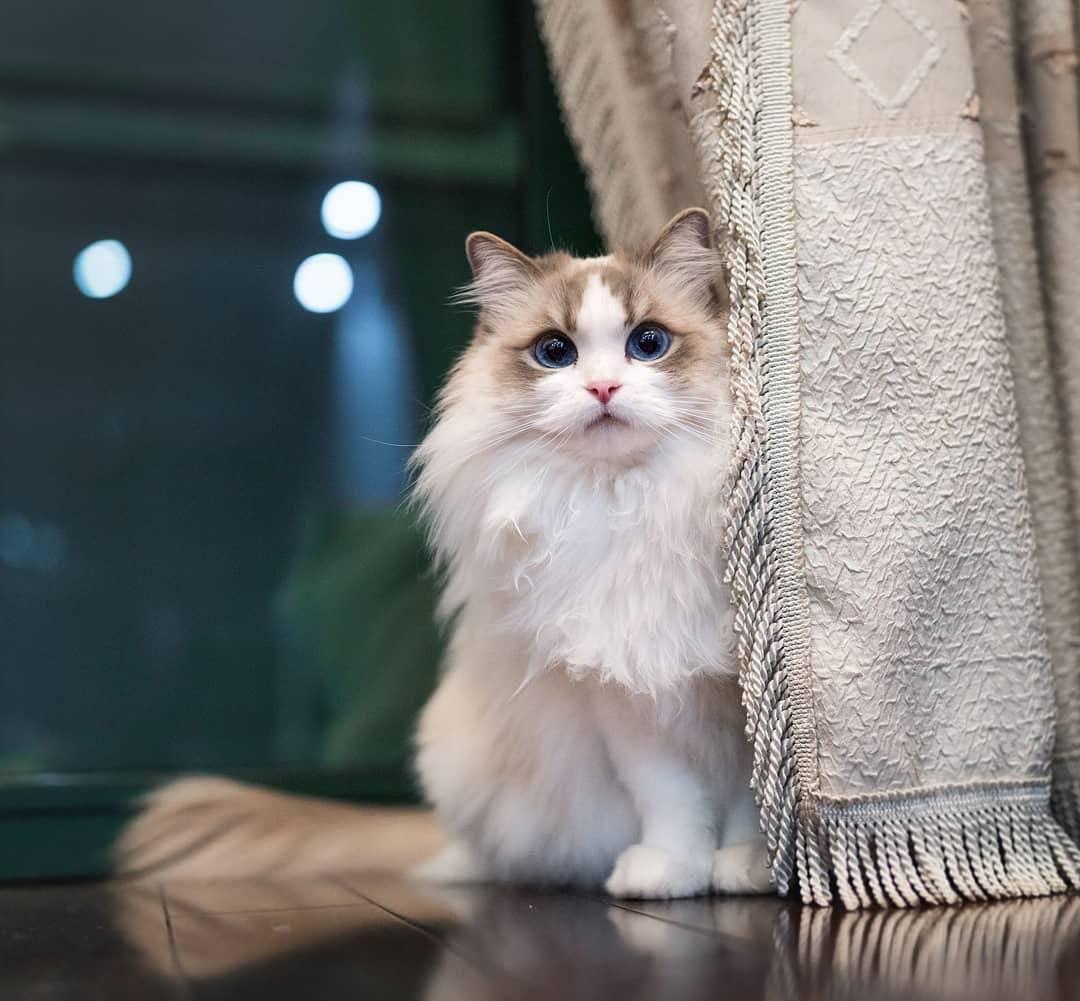 布偶猫有多美有哪些值得分享的布偶猫照片