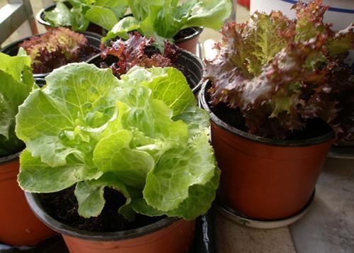 这10种耐阴蔬菜 没阳光照样长得好 知乎 这10种耐阴蔬菜 没阳光照样长得好 知乎