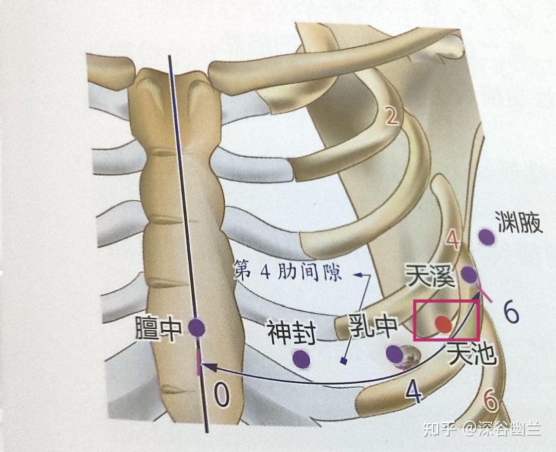 361个腧穴精准位置(220~228) - 知乎