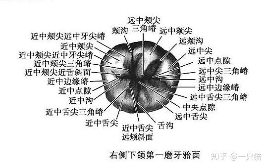 牙齿远中近中示意图图片