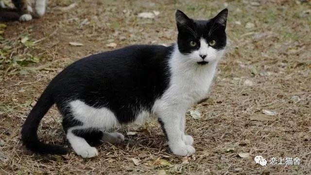 中国本土猫以及对花色独有的分类,展示了中国人独特的审美情趣