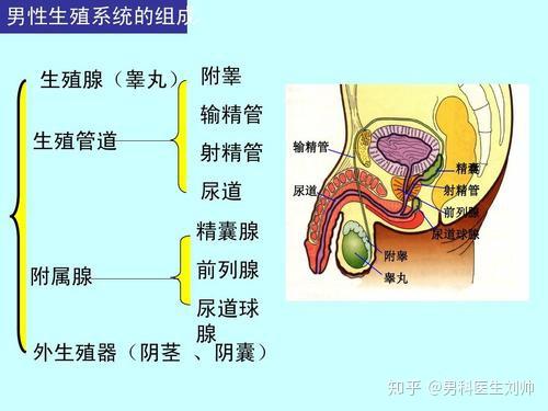 你真的了解男性生殖系统吗,都哪些器官组成?