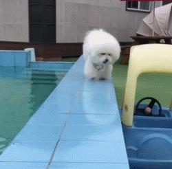动图封面