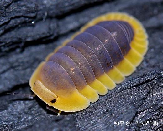 可爱娃娃脸 Cuabris.属 😆鼠妇美图鉴 - 知乎