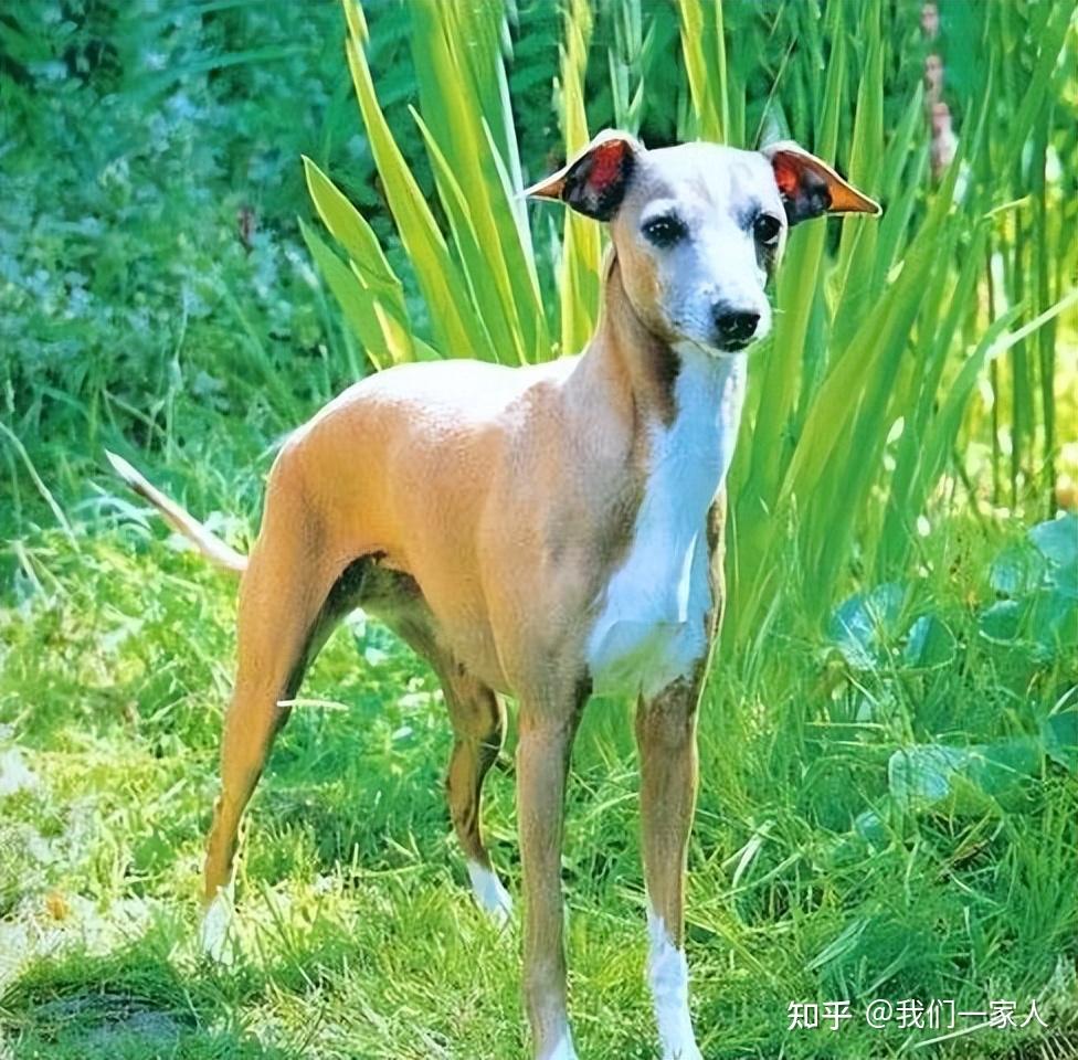 意大利灵缇犬,可爱又娇小的“精灵”,养了绝不后悔 - 知乎