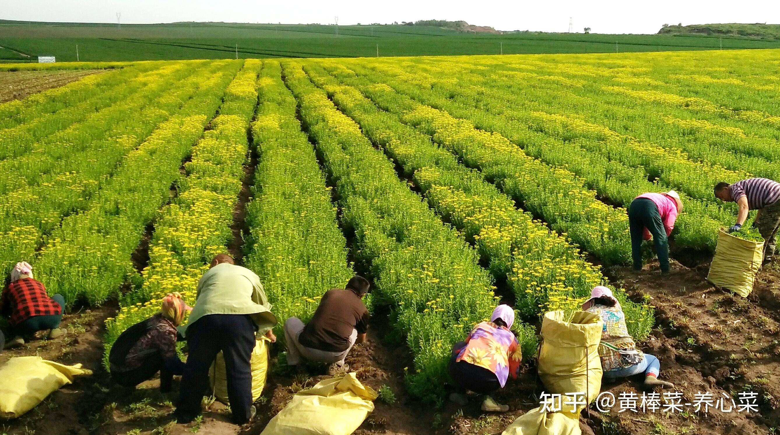 1 人贊同了該文章養心菜黃棒