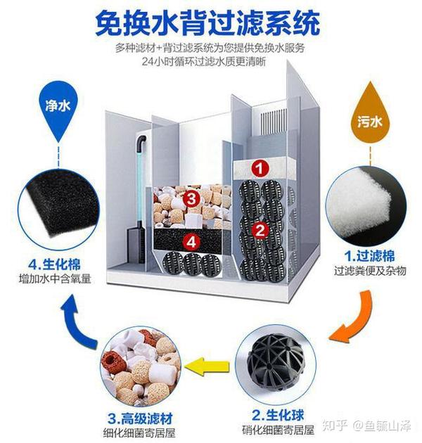 龙纹短鲷为什么叫短鲷之王_短鲷 过滤_短鲷 过滤