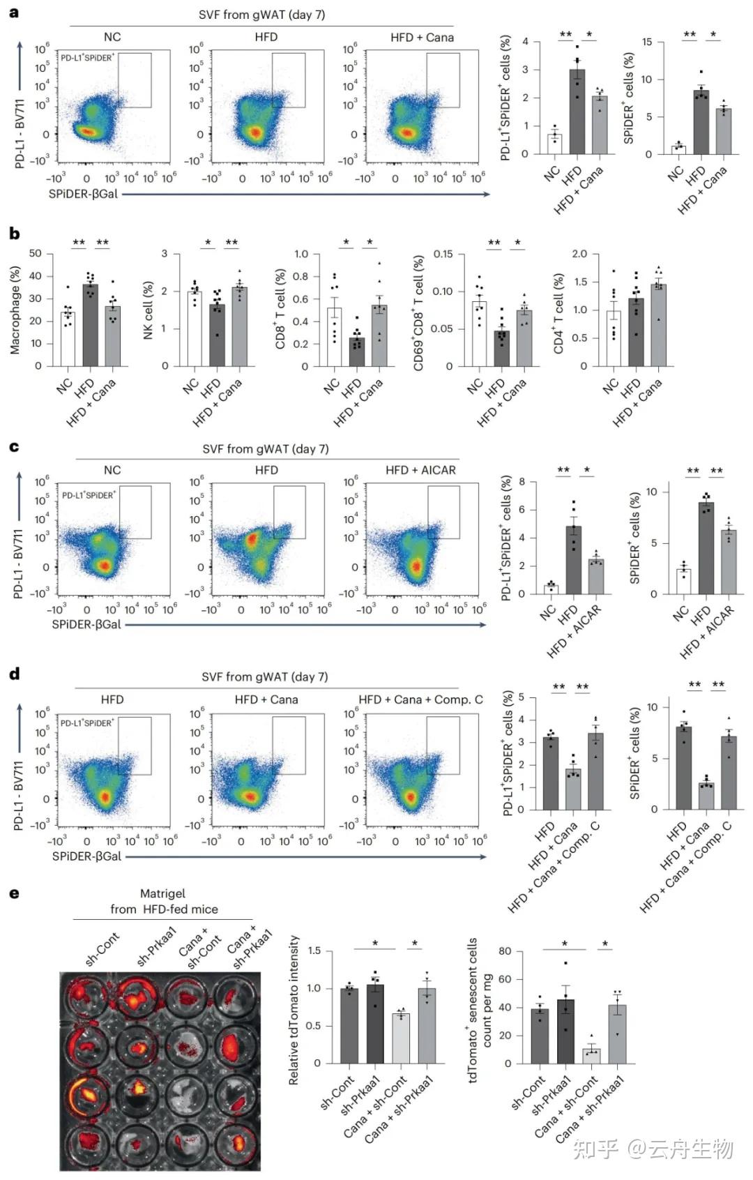 Nature Aging重磅 | SGLT2抑制剂可清除衰老细胞并缓解病理性衰老 - 知乎