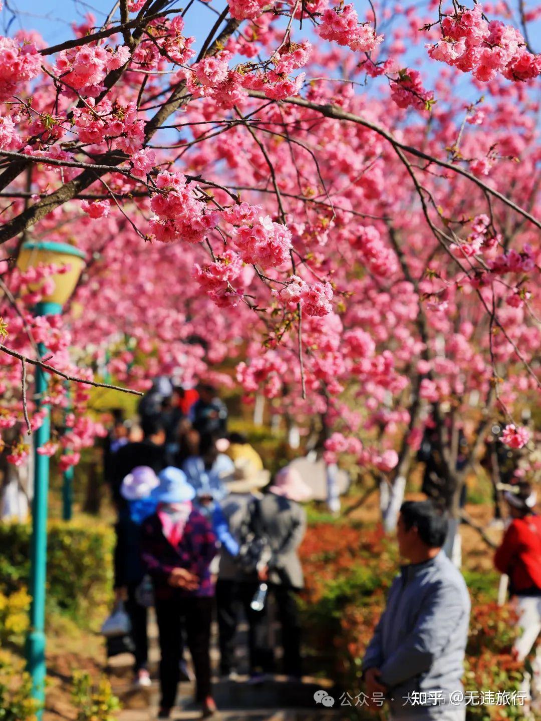 2024年马龙樱花节 有爱必达