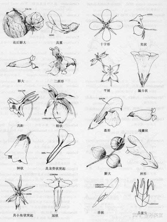 植物科学绘画之花的科学绘画方法