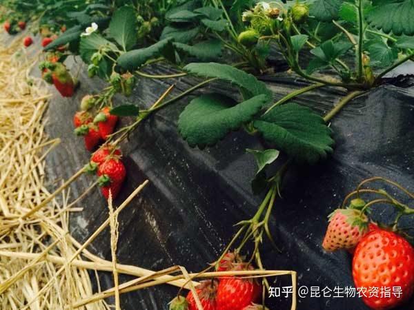 草莓什麼時候施肥最好種植管理如何做長勢好結果多